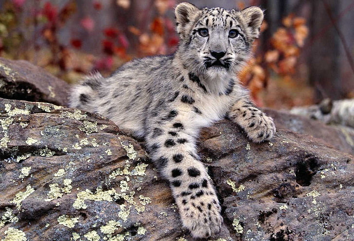 Snow Leopard Cub, Animals, Leopard, baby, HD wallpaper