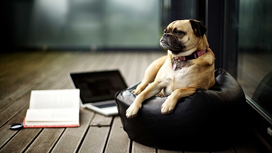 fawn pug, pug, laptop, libros, mac book, perro, Fondo de pantalla HD HD wallpaper