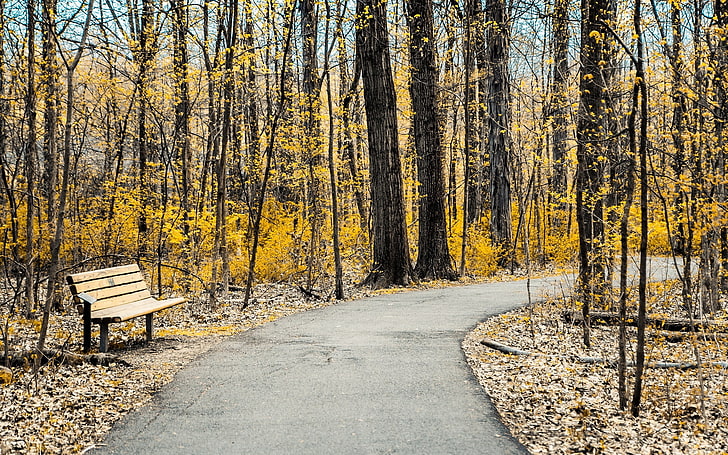 banco de madeira marrom, parque, banco, natureza, HD papel de parede