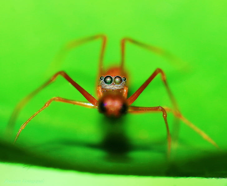 macro photography of brown spider, red ant, red ant, CLOSE ENCOUNTER, RED ANT, macro photography, brown spider, CLOSEUP, EYES, insect, animal, nature, ant, wildlife, macro, close-up, carnivore, spider, HD wallpaper