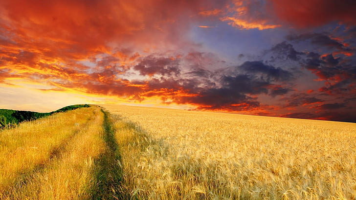 황혼 하늘 아래 밀밭, 갈색 밀밭, 자연, 1920x1080, 구름, 황혼, 필드, 밀, HD 배경 화면