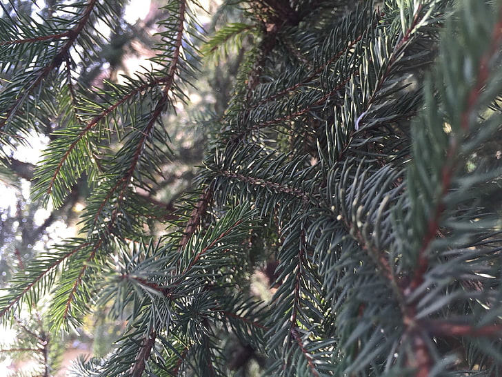 branch, fir-tree, HD wallpaper