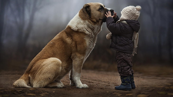 สุนัขสีน้ำตาลและสีขาวเคลือบสั้นสุนัขเพื่อน, วอลล์เปเปอร์ HD