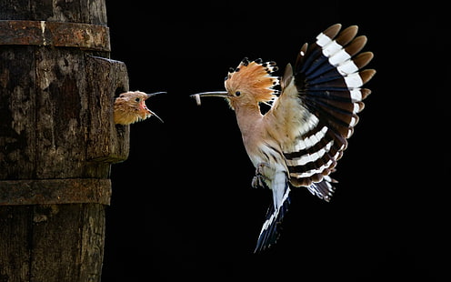 Vogelfütterung Baby im Nest, Vögel, Tiere, Nester, Babys, Fütterung, HD-Hintergrundbild HD wallpaper