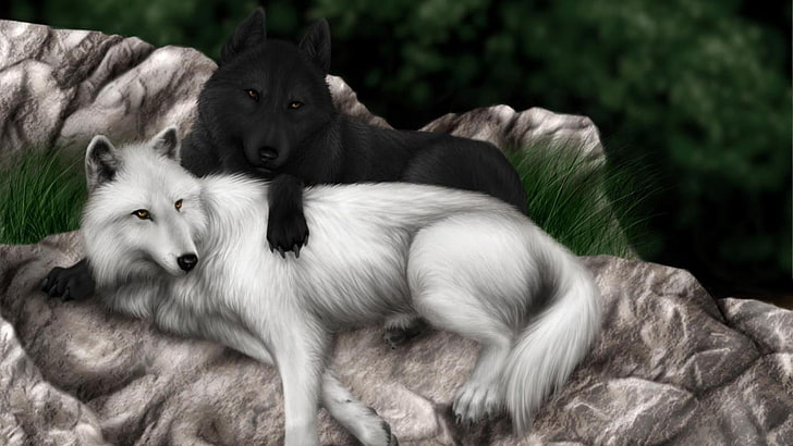 black, white, wolf, wolves, HD wallpaper