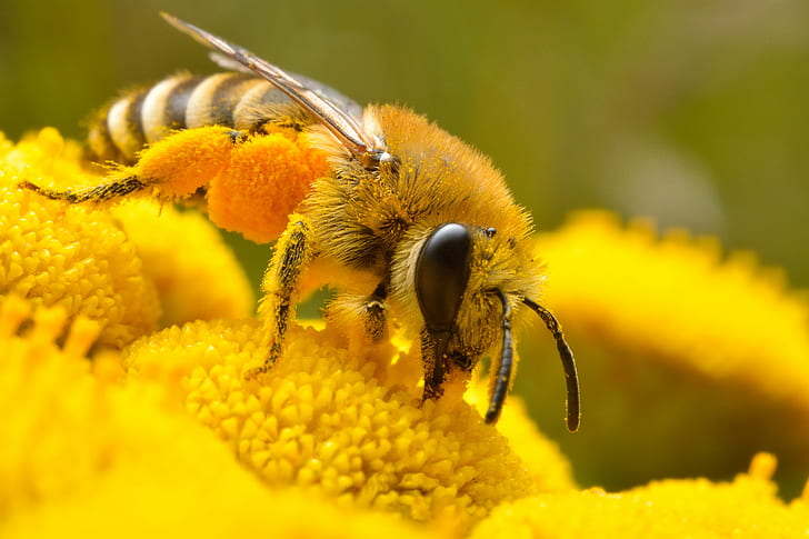 Микро фотография медоносной пчелы на желтый цветок с лепестками, микро, фото, Медоносная пчела, желтый, цветок, насекомое, природа, макро, пчела, опыление, пыльца, крупный план, мед, HD обои