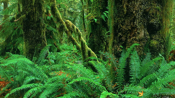 Forest Jungle Green HD, plantas de hojas verdes, naturaleza, verde, bosque, selva, Fondo de pantalla HD