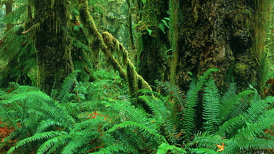 Forest Jungle Green HD, zielone rośliny liściaste, przyroda, zieleń, las, dżungla, Tapety HD HD wallpaper