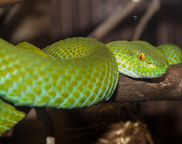 Green Tree Python, Animals, Reptiles and Frogs, Green, Snake, Python, reptile, HD wallpaper