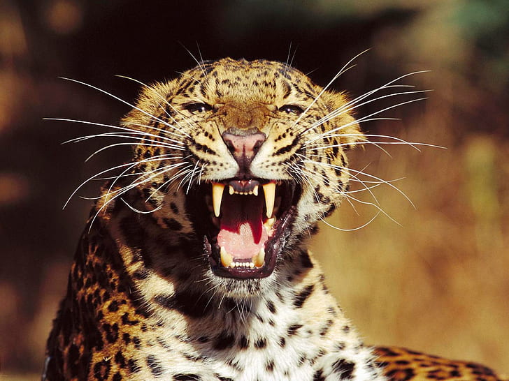 Jaguar Teeth HD, animals, jaguar, teeth, HD wallpaper