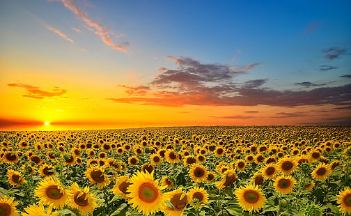 Puesta de sol sobre campo de girasoles, girasoles amarillos, naturaleza, paisaje, Fondo de pantalla HD HD wallpaper