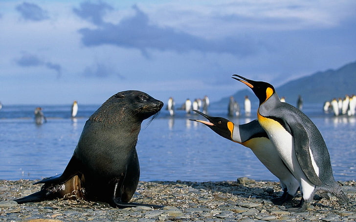 two emperor penguins and black sea lion, seals, penguins, animals, birds, sea, HD wallpaper