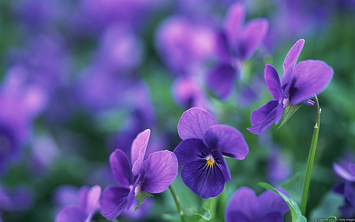 Violas-Windows 10 HD Wallpaper, purple flowers, HD wallpaper