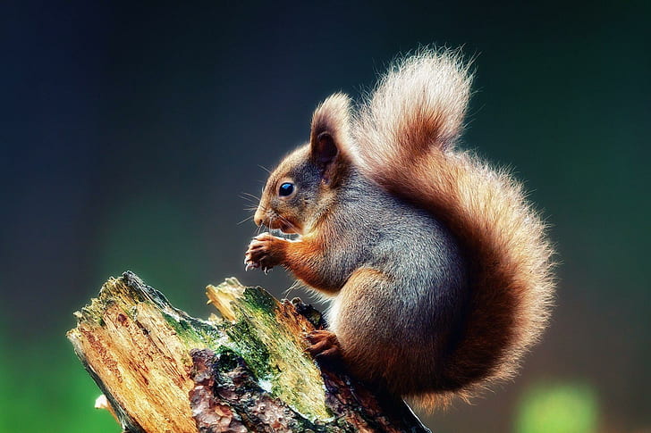 Cute Squirrel, squirrel, forest, animal, animals, HD wallpaper