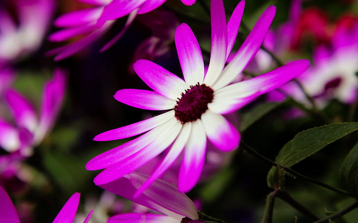 Bunga Makro Ungu HD, alam, makro, bunga, ungu, Wallpaper HD