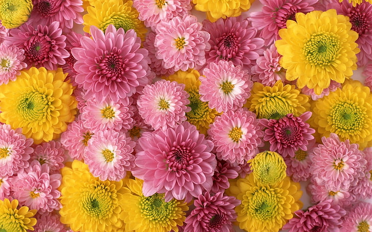 rosa und gelbe Blütenblätter, Chrysanthemen, Blüten, Knospen, gelb, rosa, Komposition, HD-Hintergrundbild