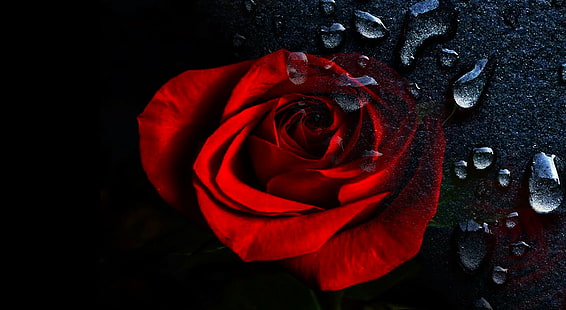 крупным планом фото красная роза, роза, красная роза - цветок, HD обои HD wallpaper