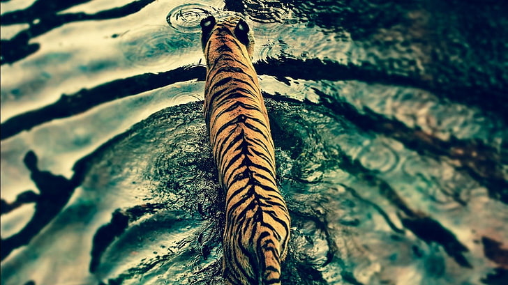 brown and black tiger, tiger, filter, ripples, animals, HD wallpaper