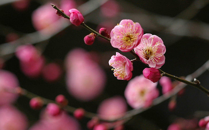 Japón Cherry Blossoms Flowers Spring Photos, flores, flores, cerezo, japón, fotos, primavera, Fondo de pantalla HD
