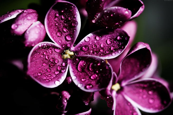 Lilac, puple, drops, 4k pics, HD wallpaper