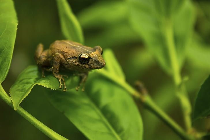 brown frog on green leaf plant, brown frog, green leaf, plant, tea  leaf, leaf  frog, close  up, macro, frog, nature, animal, amphibian, wildlife, green Color, close-up, HD wallpaper