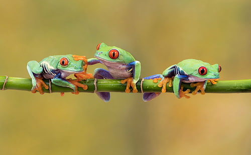 tiga katak hijau di cabang hijau, Tiga adalah kerumunan, teman, katak hijau, cabang hijau, Olympus OMD EM1, MKII, 60mm, makro, F2.8, captive, flash, Studio, Katak pohon bermata merah, katak, hewan, amfibi,margasatwa, alam, Warna hijau, katak pohon, Wallpaper HD HD wallpaper