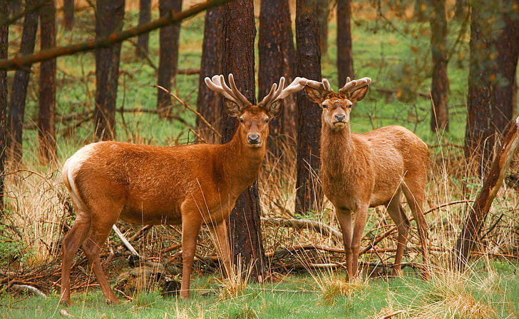 กวางแดงกวางเรนเดียร์สีน้ำตาลสองตัวสัตว์ป่าป่ากวางสัตว์ป่า Stags, วอลล์เปเปอร์ HD