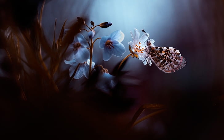 Flower, butterfly, dusk, Flower, Butterfly, Dusk, HD wallpaper