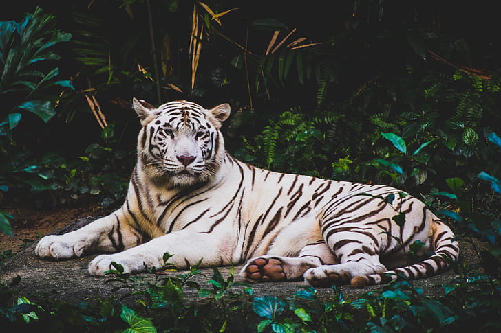 tigre bianca 4k foto fantastica, Sfondo HD