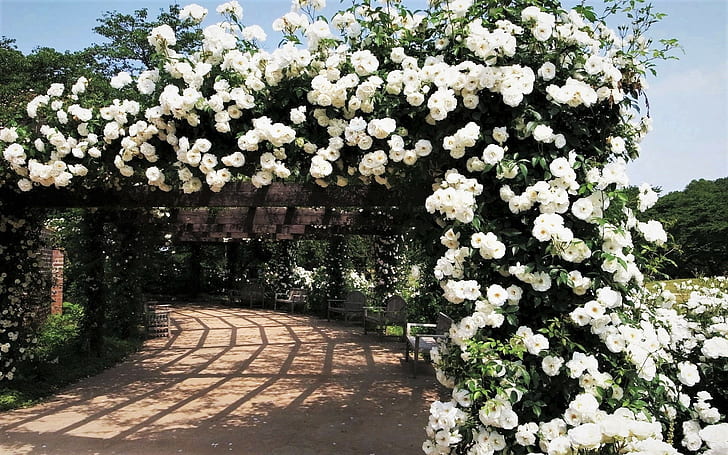 Künstlich hergestellt, Garten, Sitzbank, Rose, Rosenstrauch, Weiße Blume, Weiße Rose, HD-Hintergrundbild