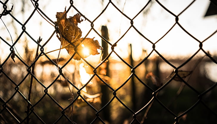забор, солнечный свет, листья, золотой час, HD обои
