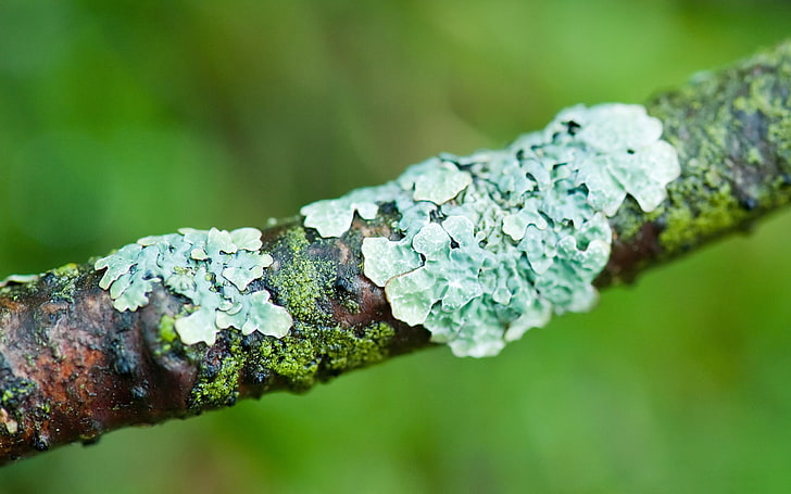 Lichens tree branch-Macro photography HD wallpaper, HD wallpaper
