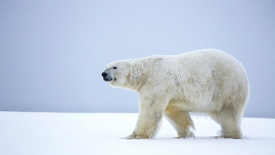 Samotny niedźwiedź polarny, spacer po śniegu, Alaska, zima, niedźwiedź polarny, samotny, polarny, niedźwiedź, spacer, śnieg, Alaska, zima, Tapety HD HD wallpaper