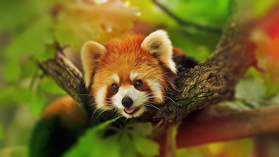 Красная панда HD, животные, красная, панда, HD обои HD wallpaper