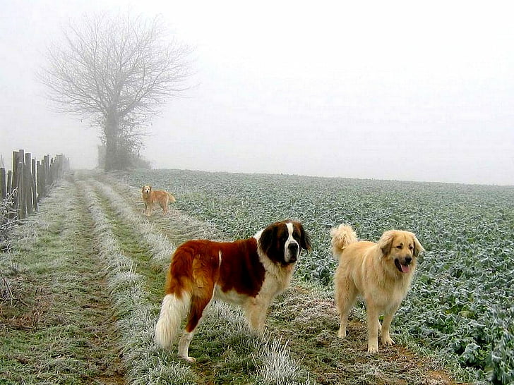 Dogs, Dog, St. Bernard, HD wallpaper