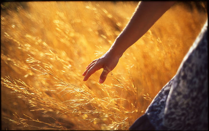 Golden cornfield walk, woman, love, golden, cornfield, walk, HD wallpaper