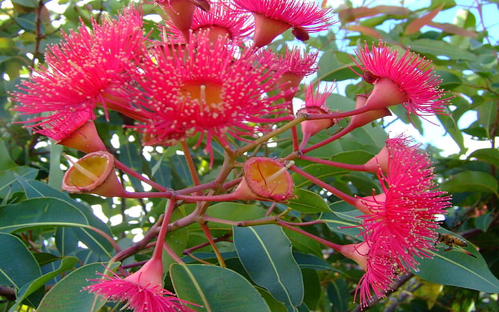 Eucalyptus Flower 3472, HD wallpaper