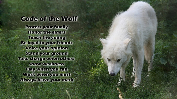 Animal, Wolf, Arctic Wolf, Dog, White Wolf, Wildlife, Word, HD wallpaper