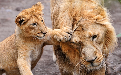 leone marrone con cucciolo, leone, cucciolo di leone, leonessa, cura, famiglia, Sfondo HD HD wallpaper