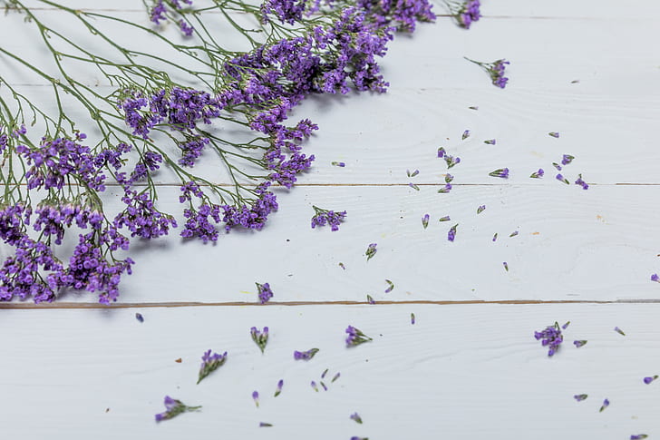 background, Flowers, Lavender, HD wallpaper