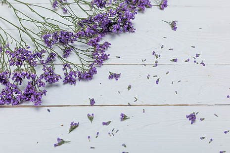 latar belakang, Bunga, Lavender, Wallpaper HD HD wallpaper