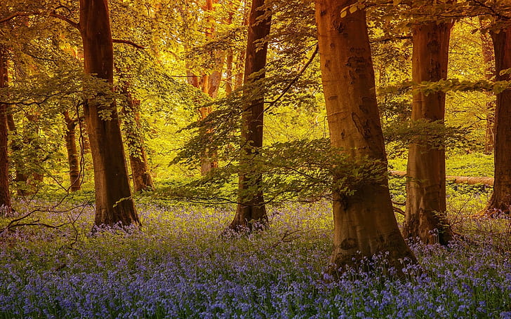 North Yorkshire, England, trees, flowers, North, Yorkshire, England, Trees, Flowers, HD wallpaper