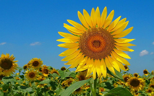 Wallpaper Sunflower Field 2560 × 1600 (2), Sfondo HD HD wallpaper