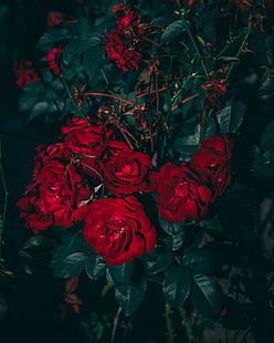 рози, червено, храст, градина, цъфтят, листа, HD тапет HD wallpaper
