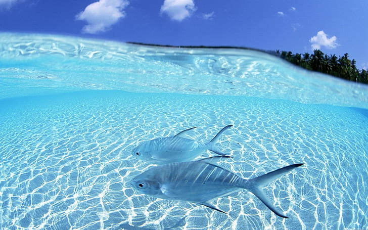 Océano playa peces paisajes marinos 1920x1200 Animales Peces HD Art, playa,  Fondo de pantalla HD | Wallpaperbetter