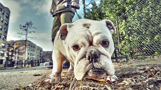 weiße amerikanische Bulldogge, Hund, Bulldogge, HD-Hintergrundbild HD wallpaper