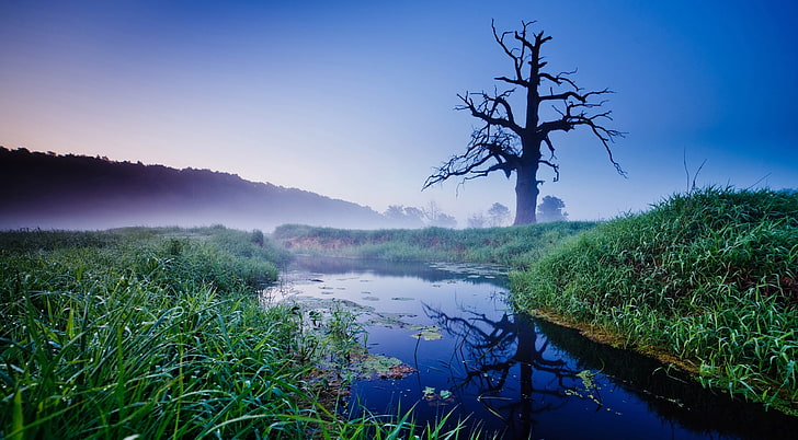 Misty Morning, river and grass field, Nature, Rivers, Morning, Misty, HD wallpaper