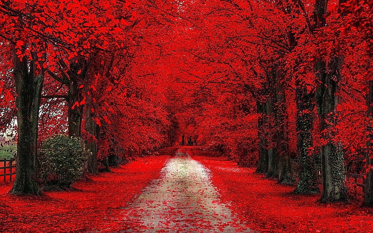 red trees, red cherry blossom, trees, path, dirt road, fall, red, leaves, HD wallpaper