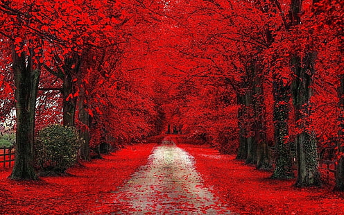 red trees, red cherry blossom, trees, path, dirt road, fall, red, leaves, HD wallpaper HD wallpaper