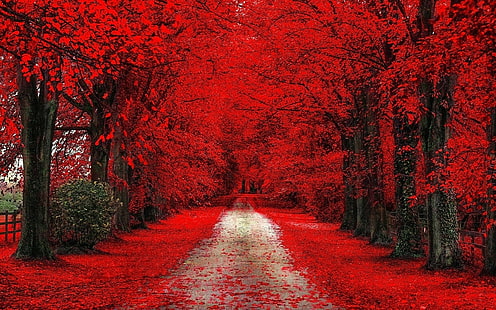 деревья, дорожка, осень, красный, грунтовая дорога, листья, HD обои HD wallpaper